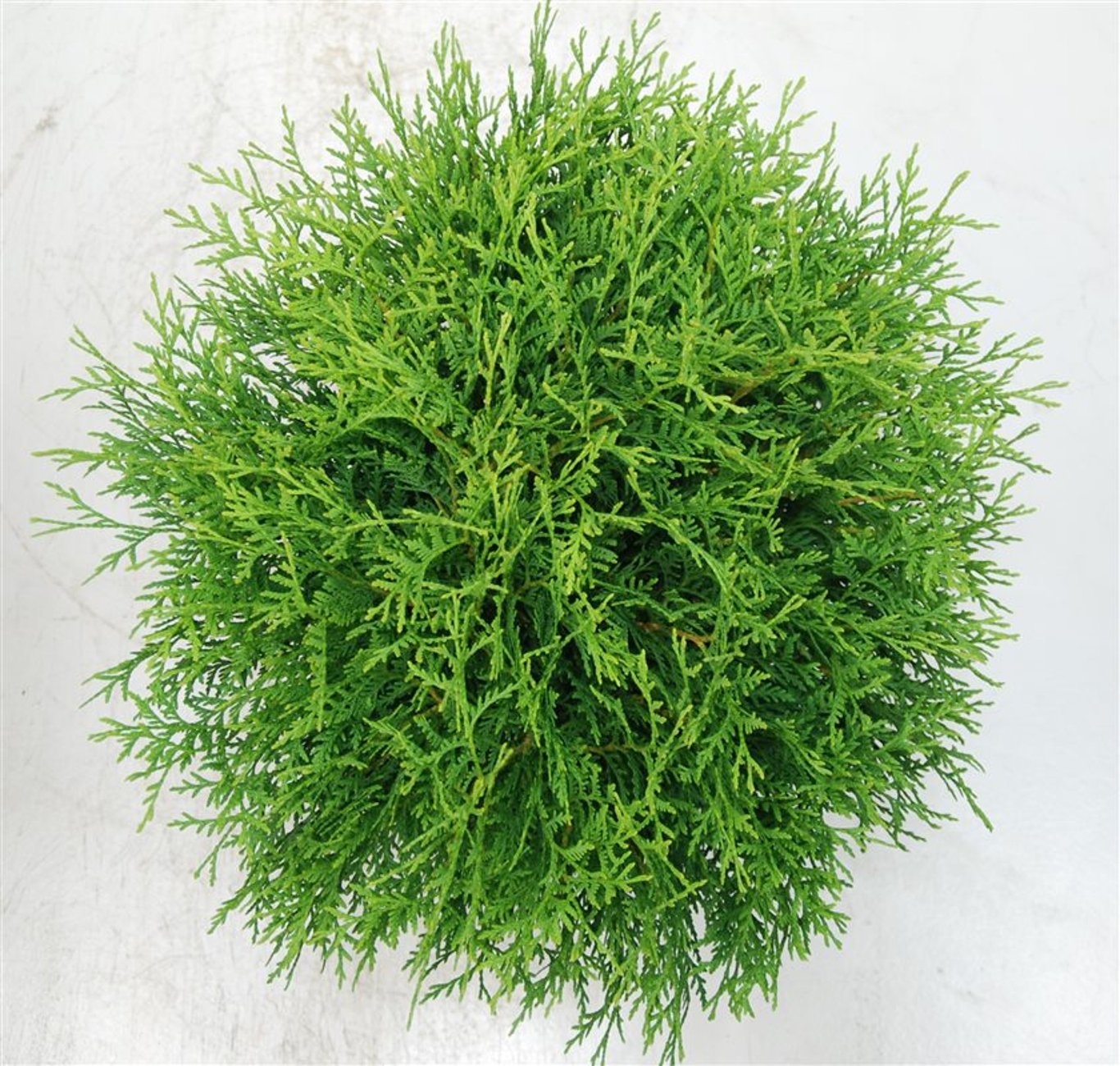 Thuja occ. 'Woodwardii' - C7.5 40-50 CM